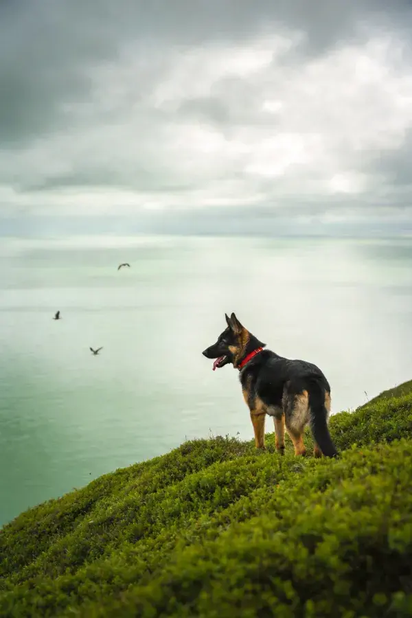 德国牧羊犬伫立在草坡上远眺水域