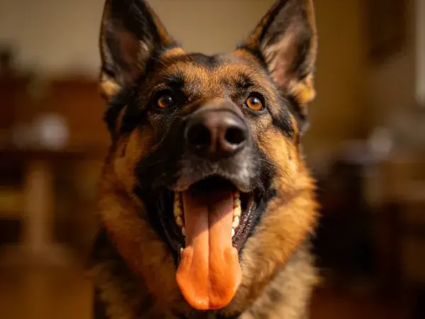室内暖光下德国牧羊犬特写