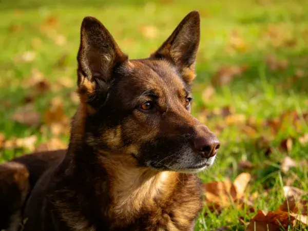 草地落叶中的德国牧羊犬