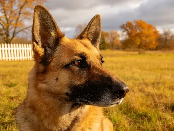 专注凝视的德国牧羊犬