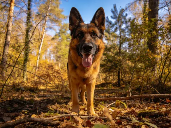 德国牧羊犬森林特写镜头
