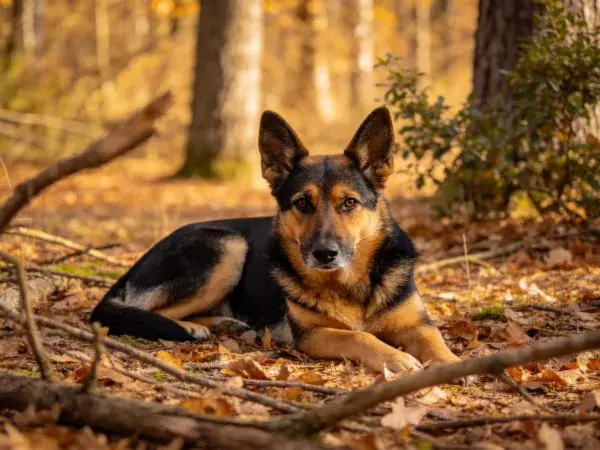 秋日森林中德国牧羊犬休憩场景