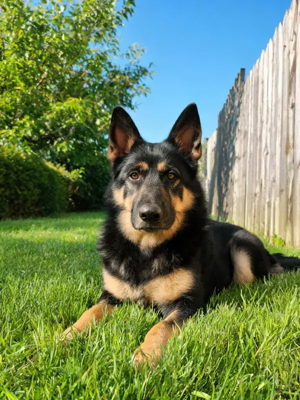 德国牧羊犬幼犬趴在草坪上