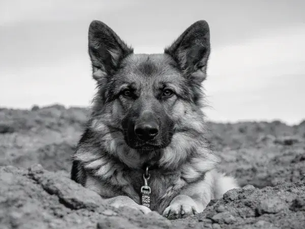 德国牧羊犬幼犬于泥地休憩场景