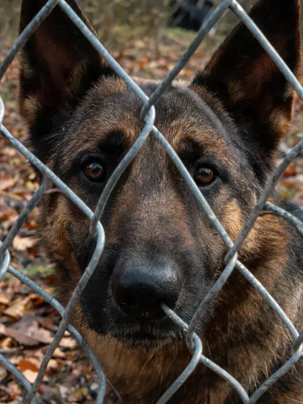 德国牧羊犬透过铁丝网在户外场地凝视