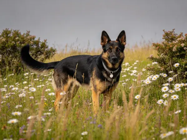 德国牧羊犬于野花草地特写