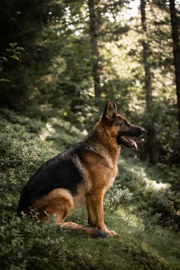 森林草地上的德国牧羊犬
