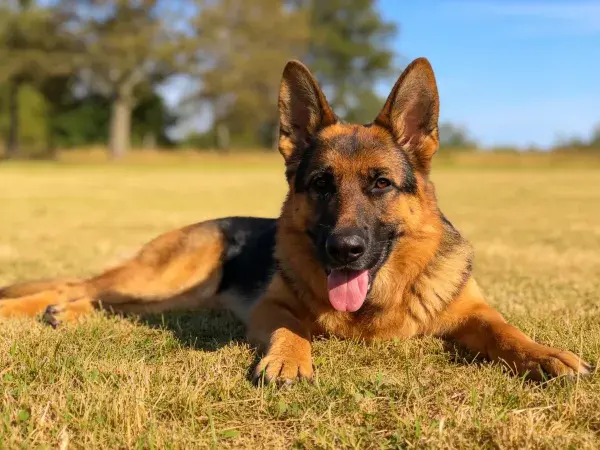 德国牧羊犬躺卧于草地场景