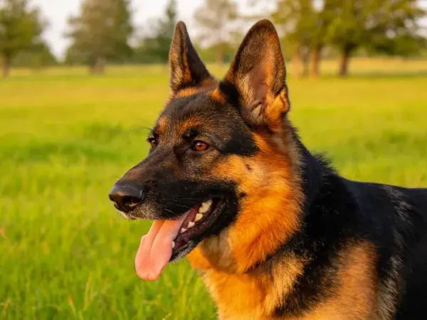 德国牧羊犬站立于草地场景