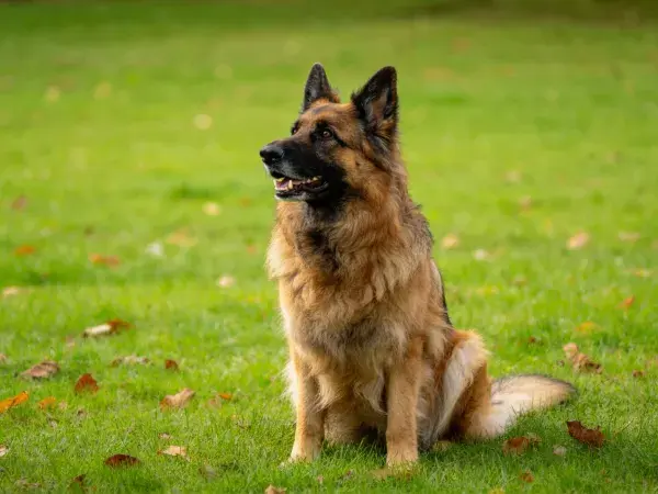 草地场景中的德国牧羊犬