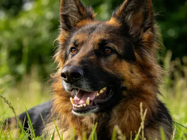 德国牧羊犬草地上皮毛特写