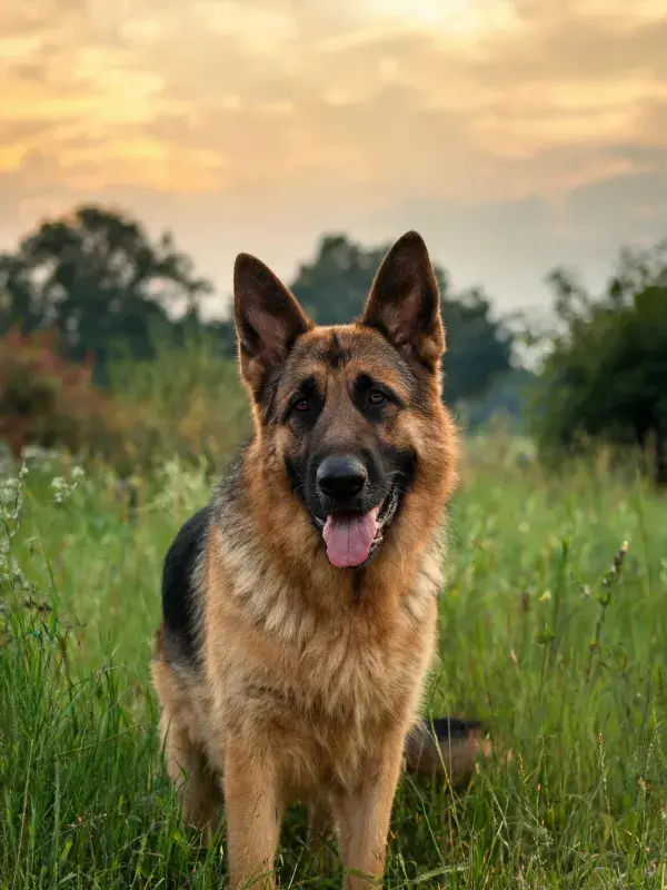 夕阳下草地里的德国牧羊犬站立