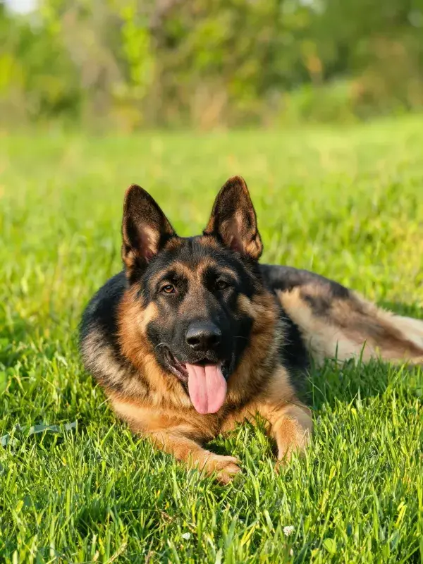 阳光草地上的德国牧羊犬