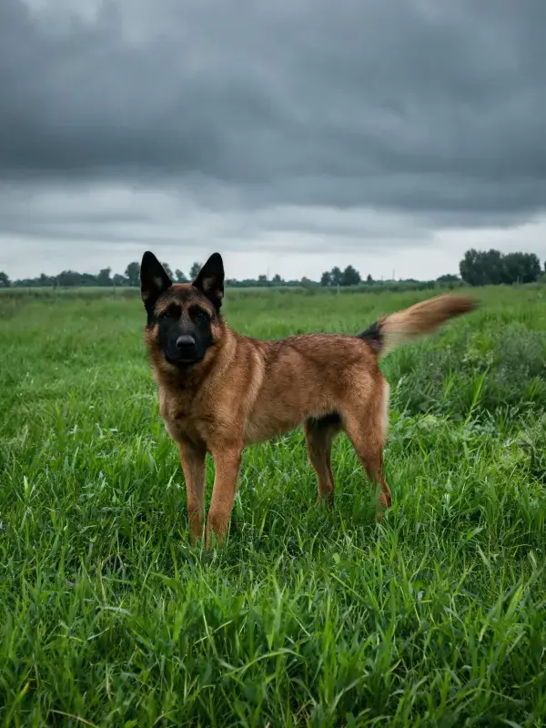 云层下德牧犬站立场景