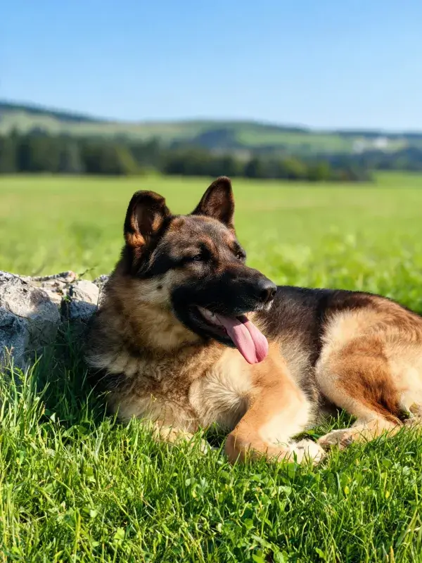 德国牧羊犬休憩于草地