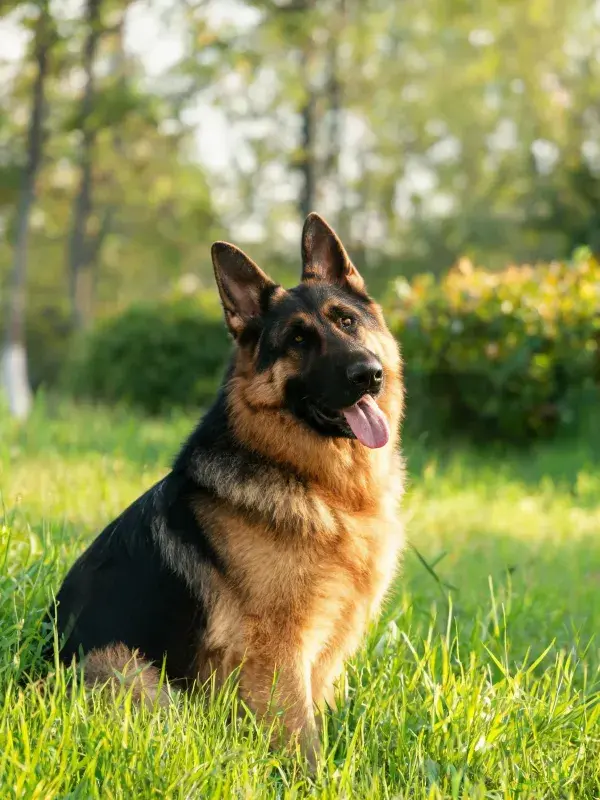 草地环境中德国牧羊犬