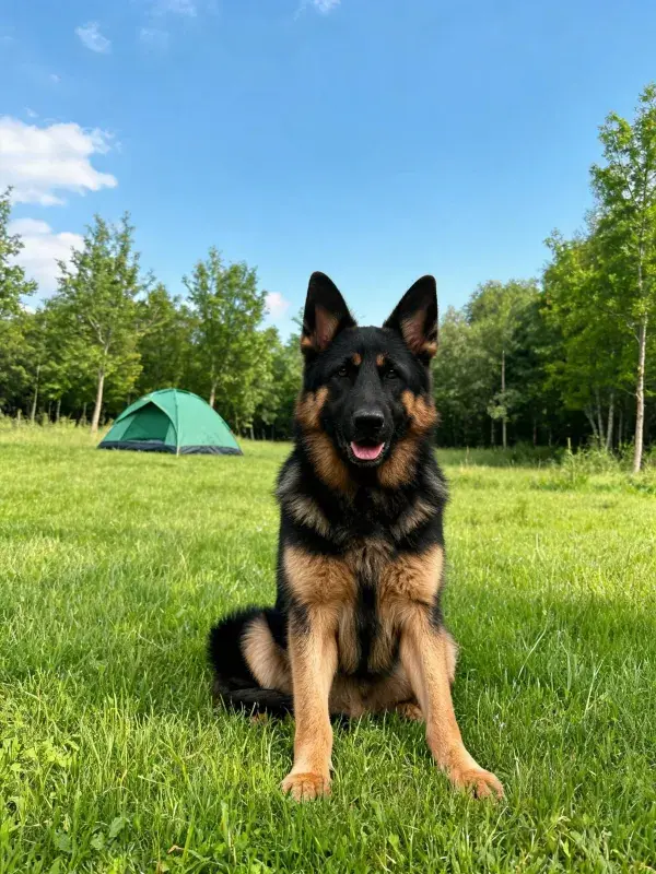 草地露营场景下的德国牧羊犬