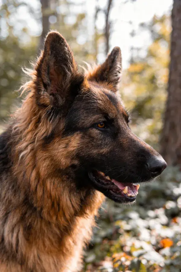 秋日森林中黑棕相间的德国牧羊犬特写