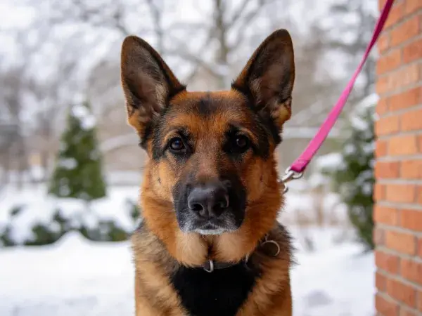 德国牧羊犬雪地砖墙旁特写