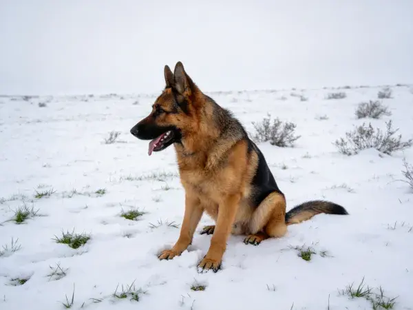 雪地场景中德国牧羊犬的姿态记录