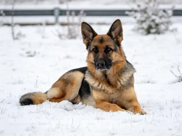 德国牧羊犬躺卧在雪地场景中