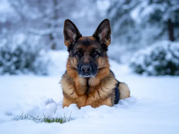 雪地中德国牧羊犬的安静姿态场景