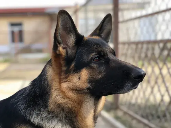 户外围栏旁的德国牧羊犬特写