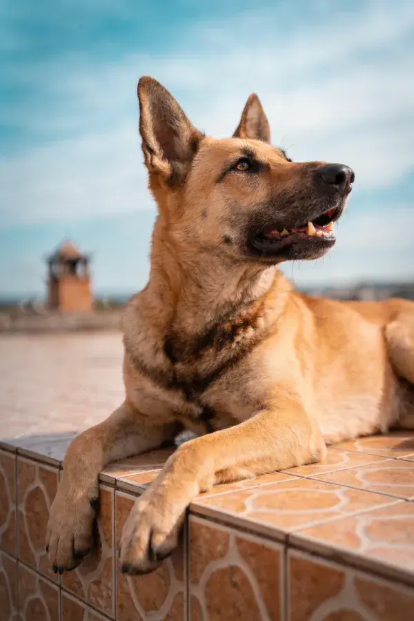 仰视视角下休息的德牧犬于户外平台
