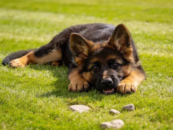 草地上的德国牧羊犬幼崽休憩