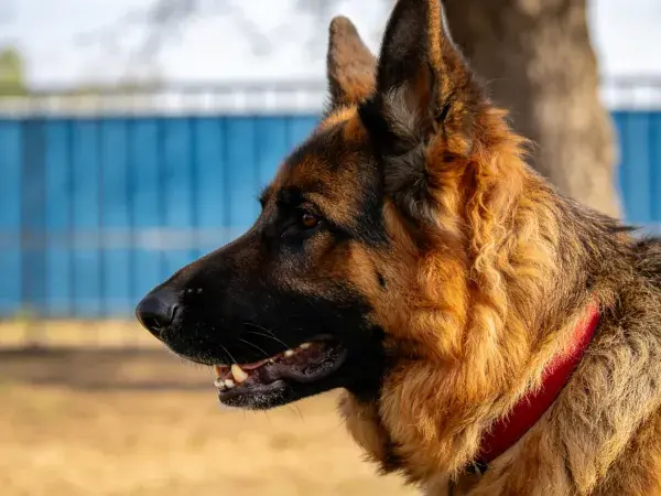德国牧羊犬户外特写镜头
