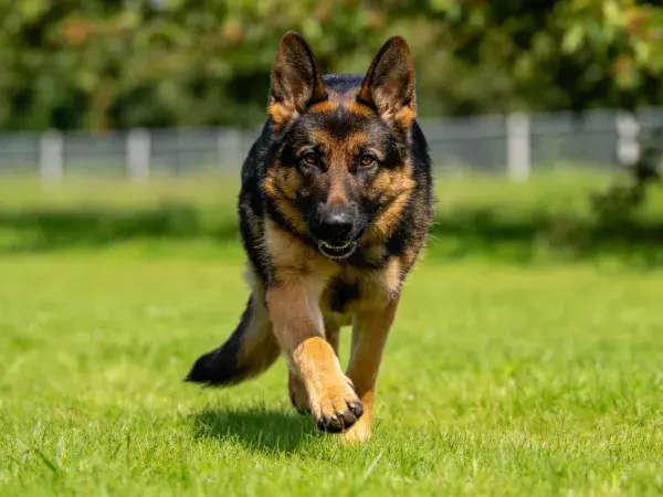 德国牧羊犬奔跑于绿地场景中