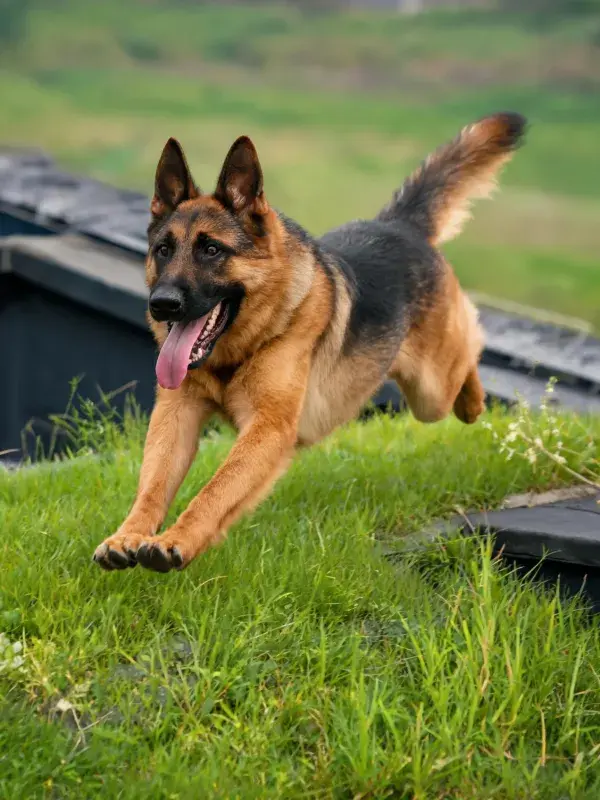 绿色草坪上跳跃的德国牧羊犬
