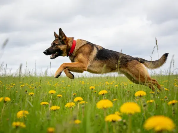 草地黄花间跃动的德国牧羊犬