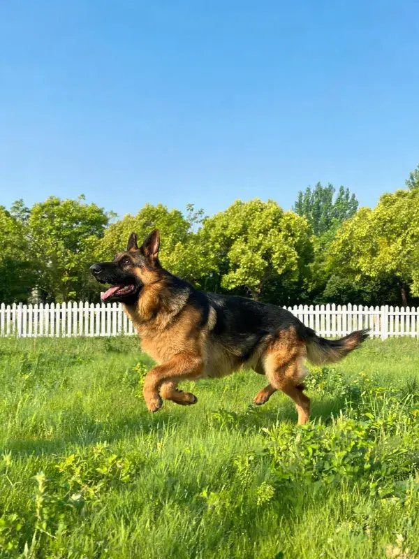 德国牧羊犬在绿色草坪奔跑