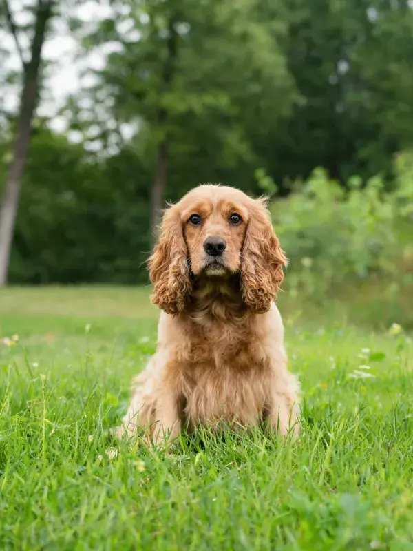 英国可卡犬在草地上的特写镜头