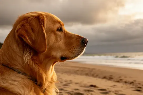 金毛寻回犬凝望海滩瞬间