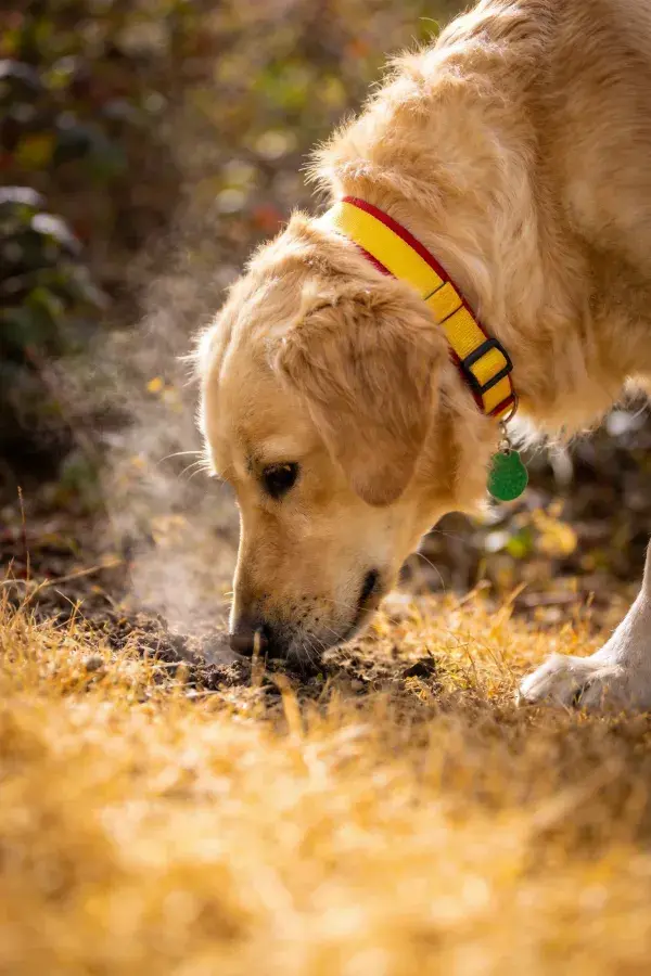 金毛寻回犬于户外草地嗅探