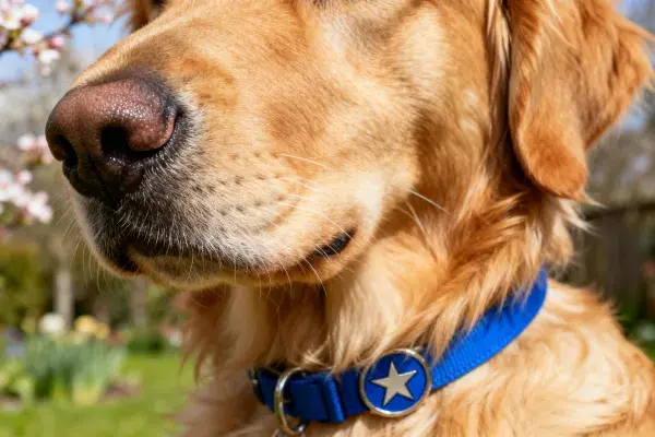 阳光明媚花园中的金毛犬特写镜头