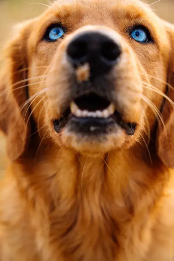 蓝眼睛金毛幼犬仰视特写