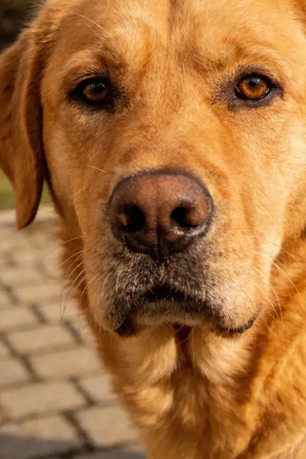 金毛寻回犬在砖石路面旁的特写镜头