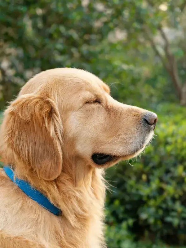 金毛猎犬侧面特写展现毛发质感