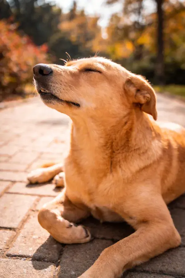 阳光下砖石地面上的黄毛混血犬特写