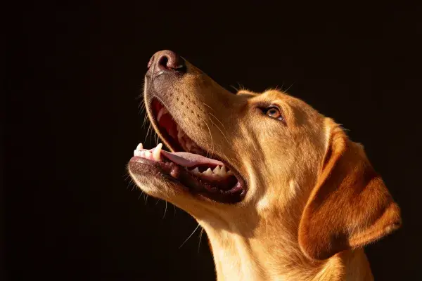拉布拉多猎犬抬头张望的画面