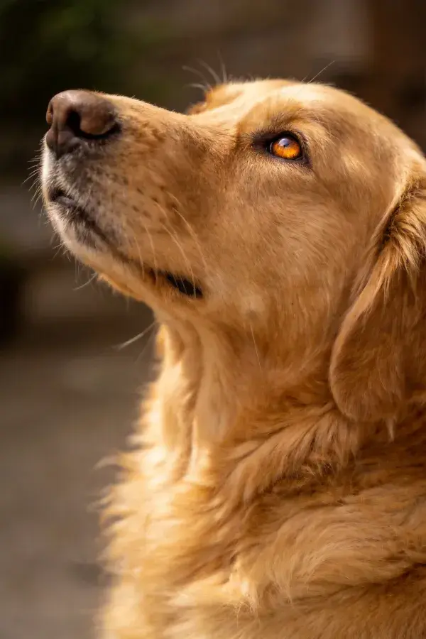 金毛寻回犬向上凝视特写