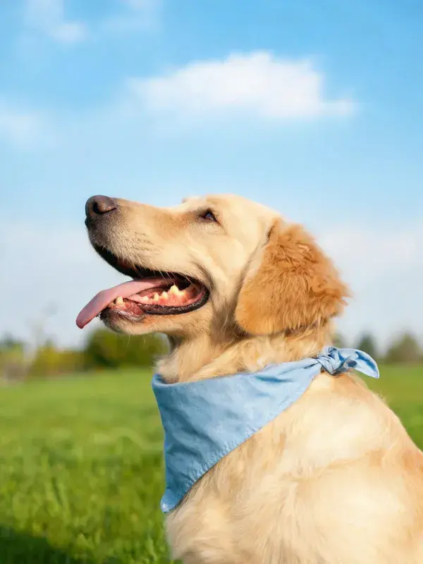金毛猎犬仰望蓝天草地瞬间