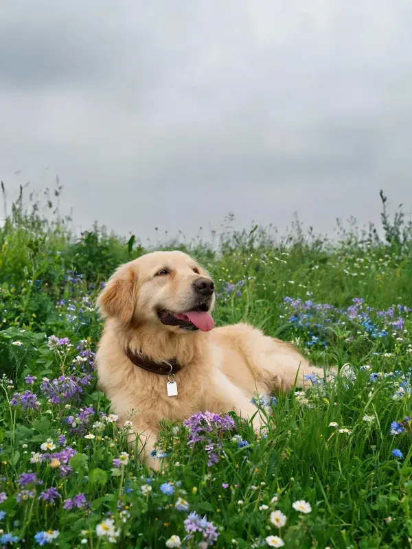 草地花卉间金毛犬休憩场景