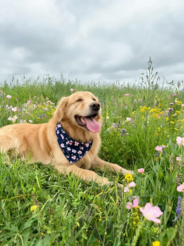 ：花丛中佩戴花纹围巾的金毛猎犬