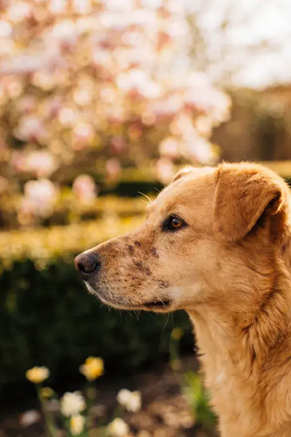 混种犬于花园春景中侧视