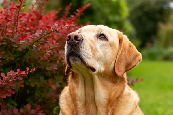 阳光草地上的黄色拉布拉多犬特写