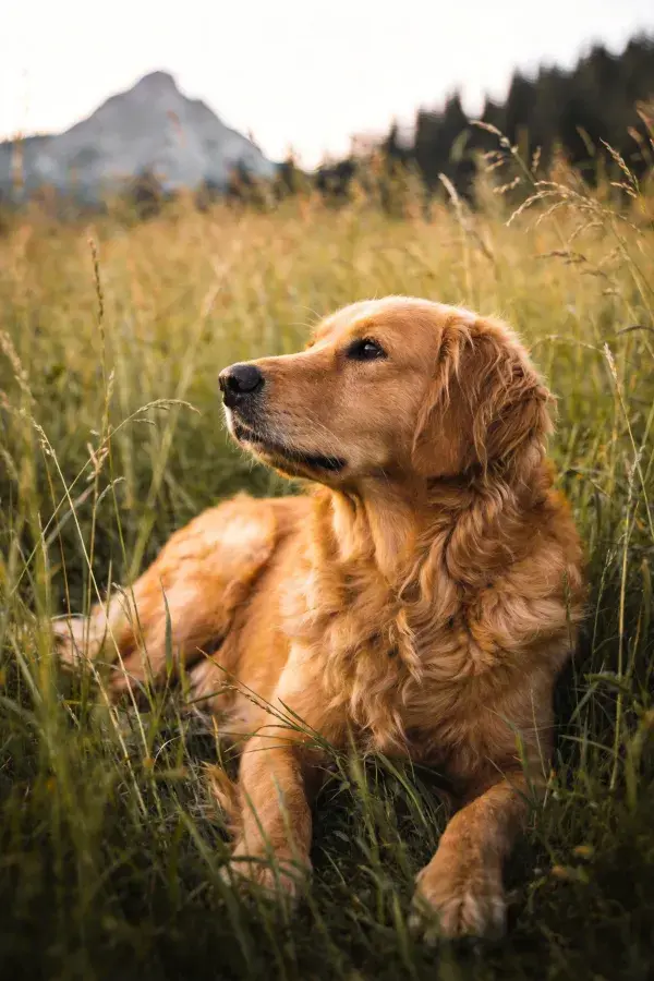 野外草甸中休憩的金毛寻回犬